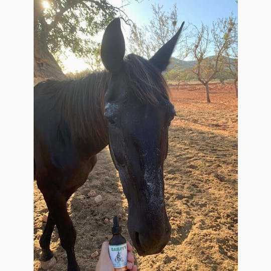 Bailey's CBD - Bailey's 1500MG Full Spectrum CBD Oil For Horses - 1
