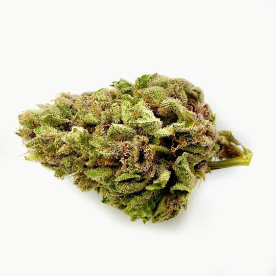 Indico - Tropicana Sunrise - 1