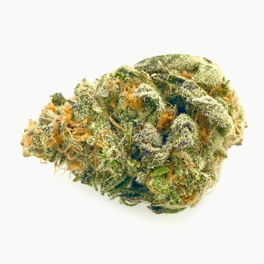 Indico - Wizard Punch - 1
