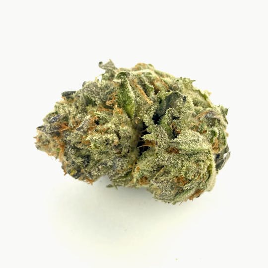 Indico - Double Lights - 1