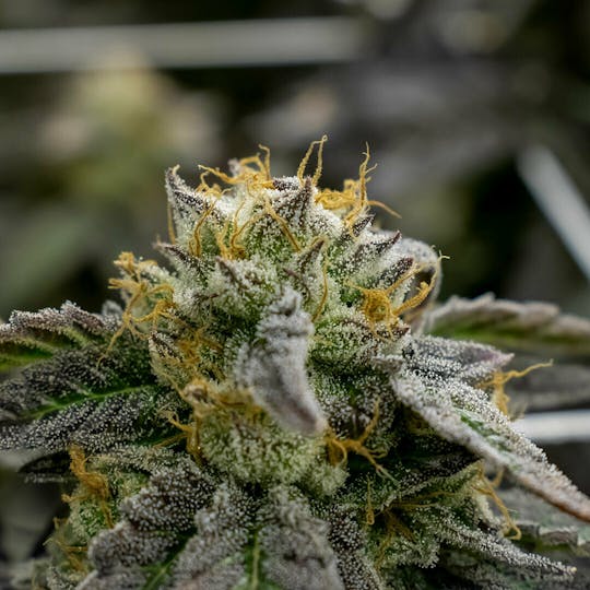 CommCan - Lava Dawg - 1