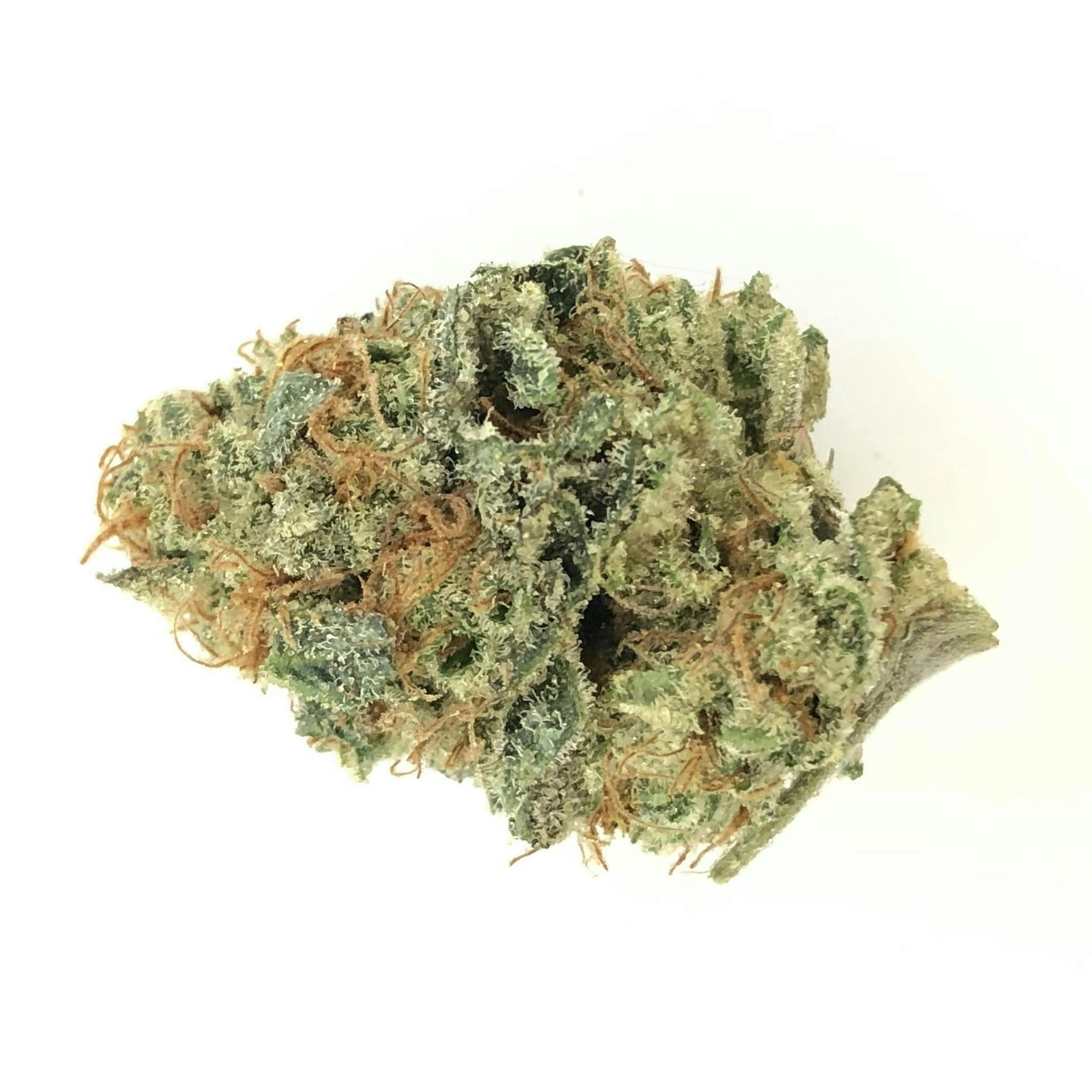 Indico - Dosidos - 1