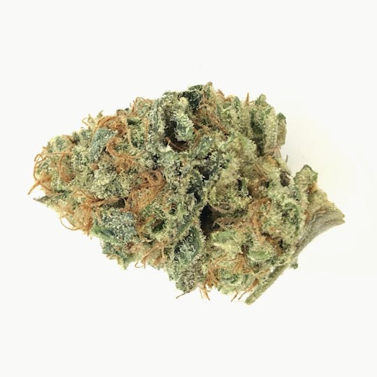 Indico - Dosidos - 1