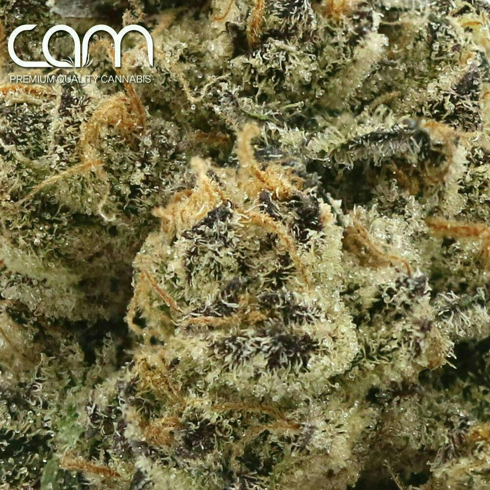 CAM - CAM | G-animals | Big Buds | 14g - 1