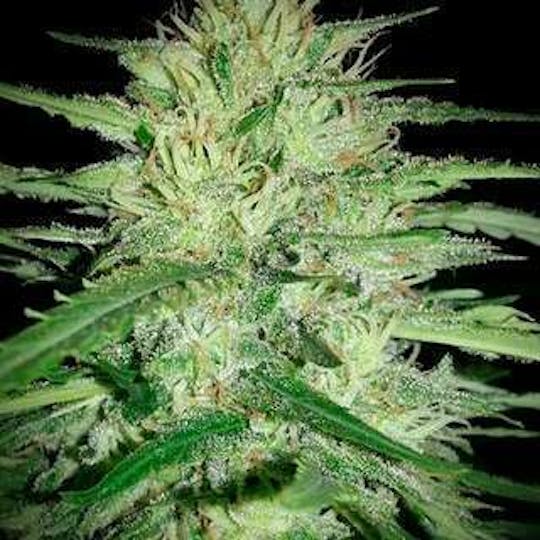 Seeds66 - CBG Citrus Nectar - 1