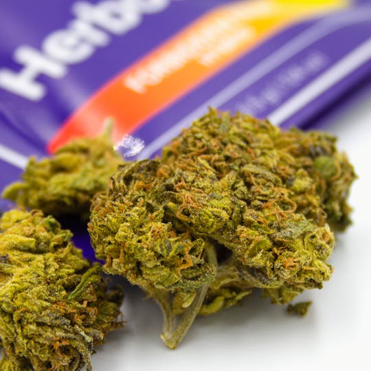 Herbology - Forbidden Fruit Flower 1/8th - 1