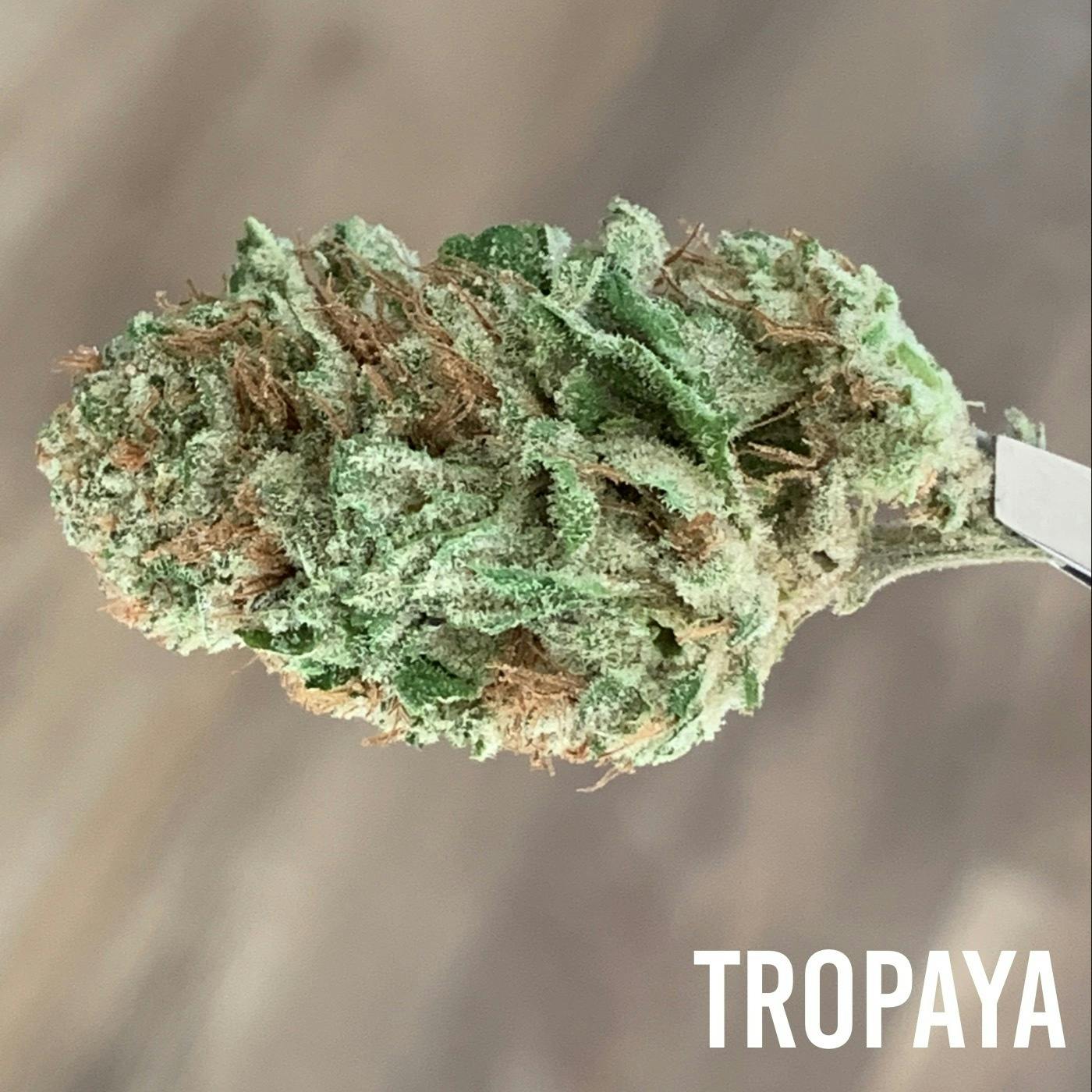Pacific Reserve - Tropaya • 3.5g - 1