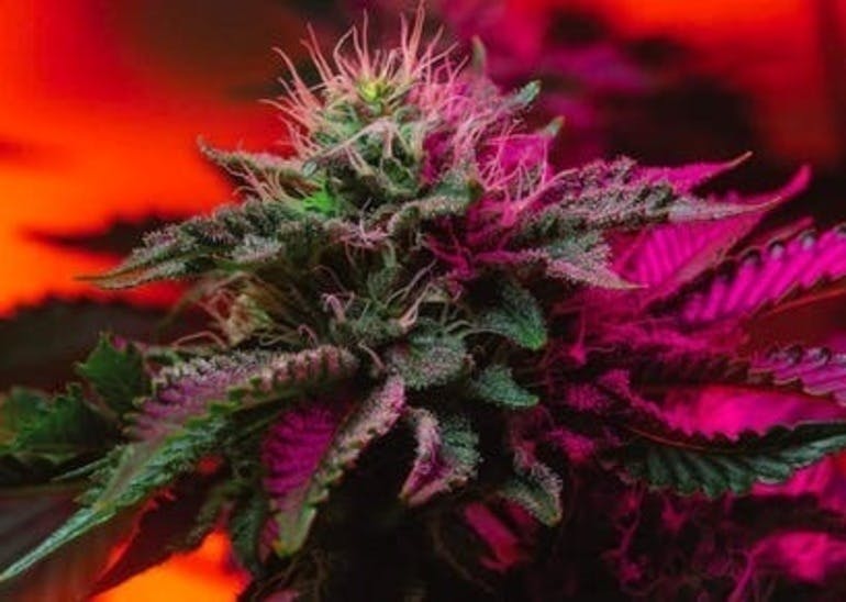 High Tide Organics - Half Ounce Special | Lemon Kush Smalls | Indoor - 1