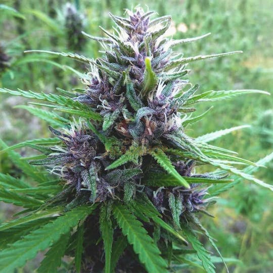 Seeds66 - Super Purple CBD - 1