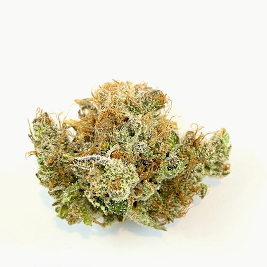 Indico - Mango Tree - 1