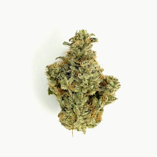 Indico - Girl Scout Glue - Ascension Farms - 1