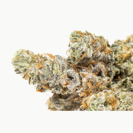 GLP - High MAC - 1