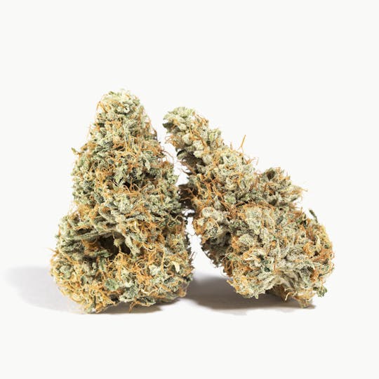 GLP - Glue on Fire - Baby J's - 1