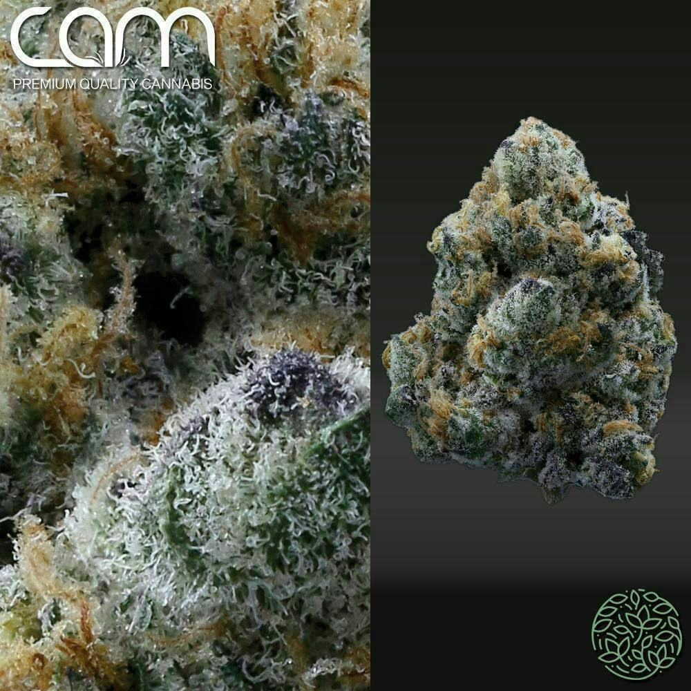 CAM - CAM | Court's Cookies | Big Buds | 14g - 1