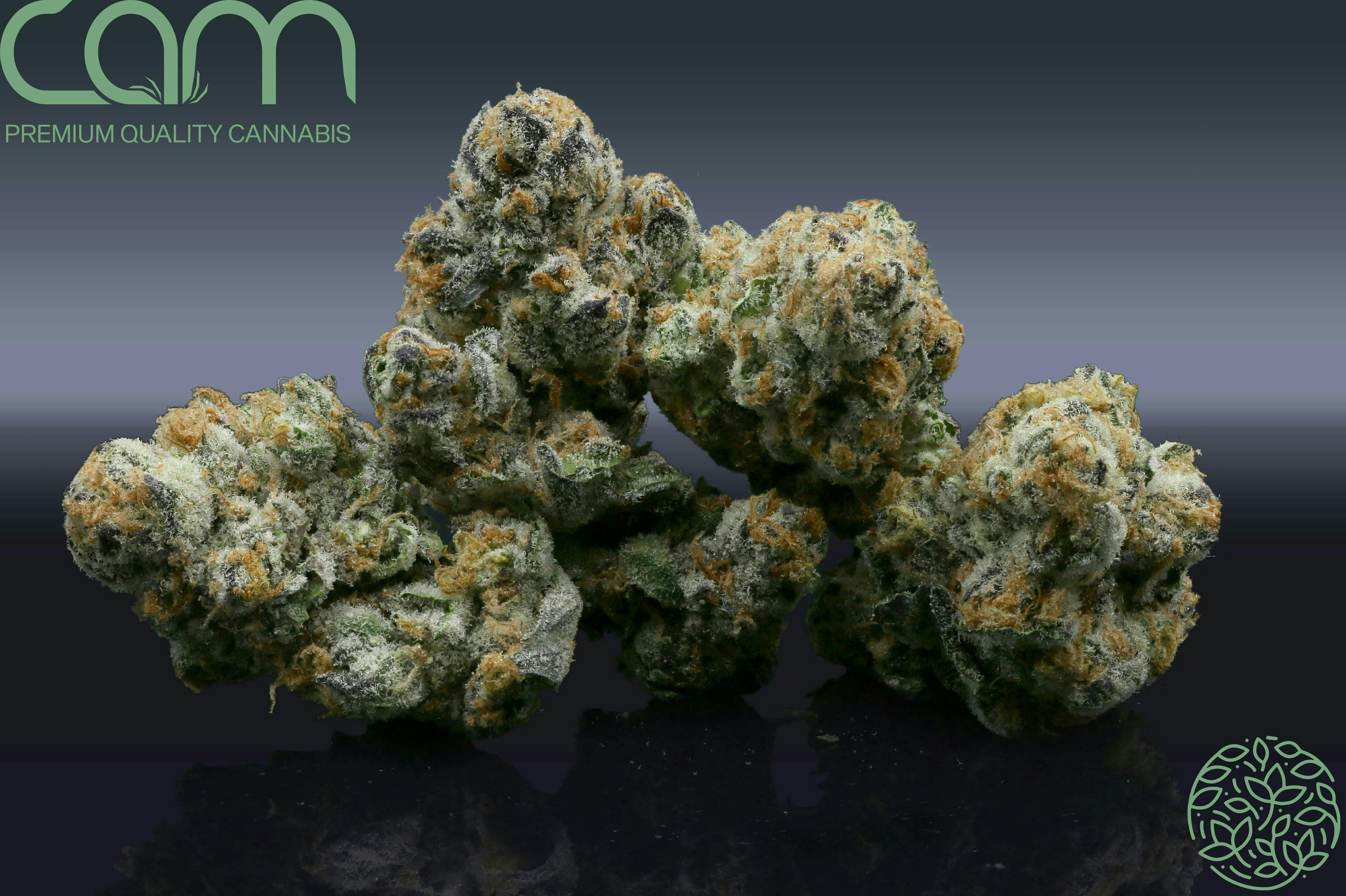 CAM - CAM | Court's Kush | Big Buds | 14g - 1