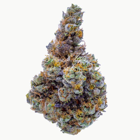 Grow West Cannabis Company - Forum Cookies x Aliendawg Cherry | Premium | Hand-Trimmed Flower - 1