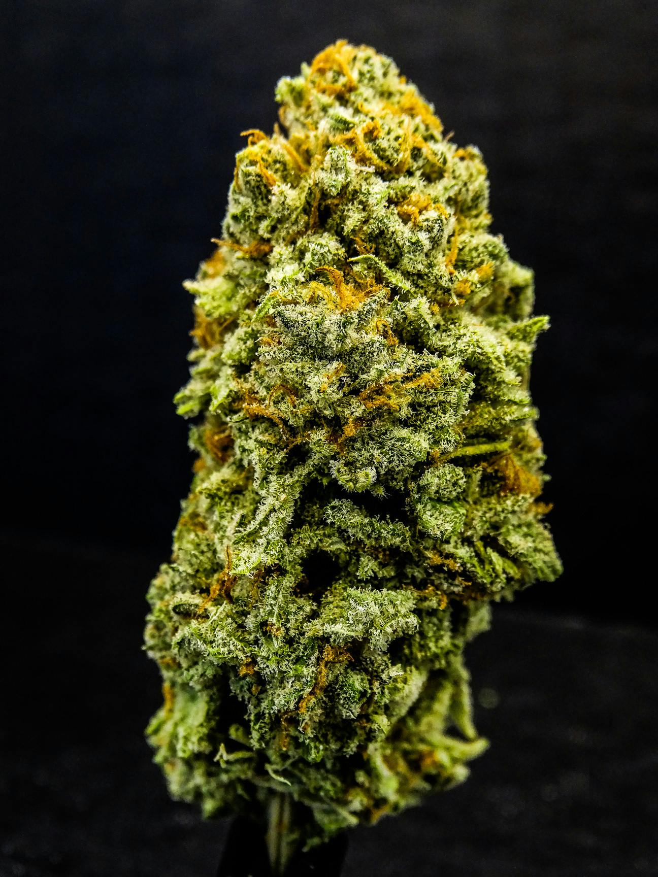 New Moon Cultivation - Head Doctor - 1