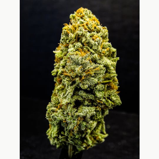 New Moon Cultivation - Head Doctor - 1