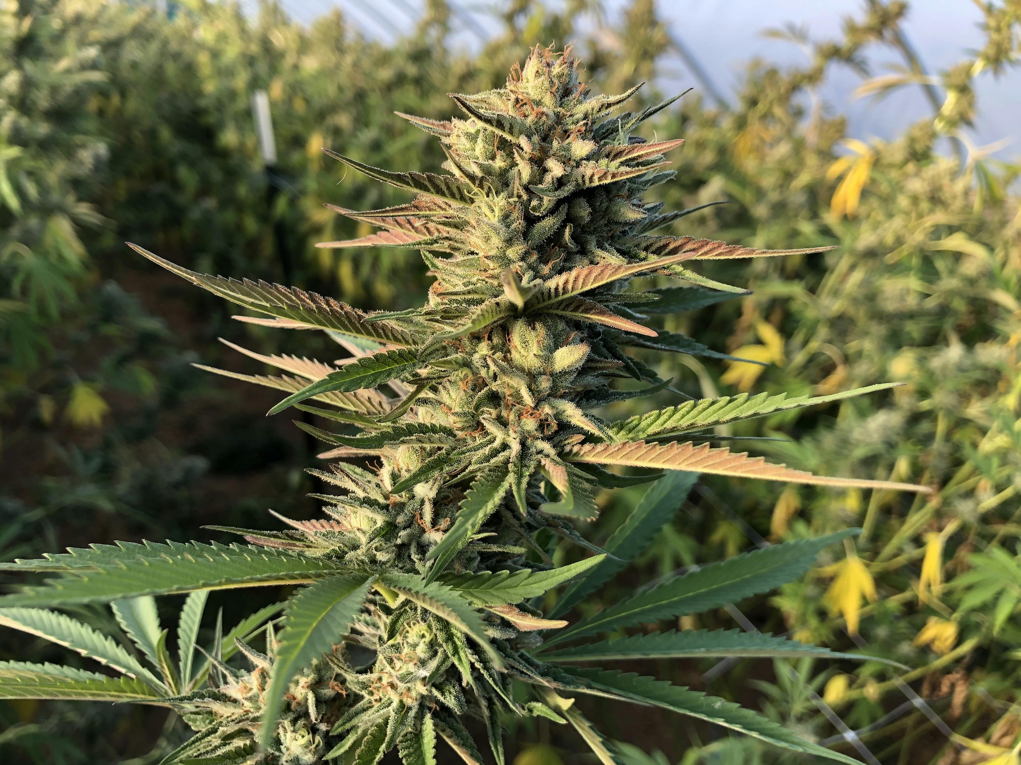 Dragon Smoke - Chocolate Hashberry Preroll - 1