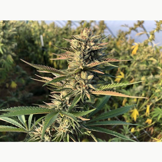 Dragon Smoke - Chocolate Hashberry Preroll - 1