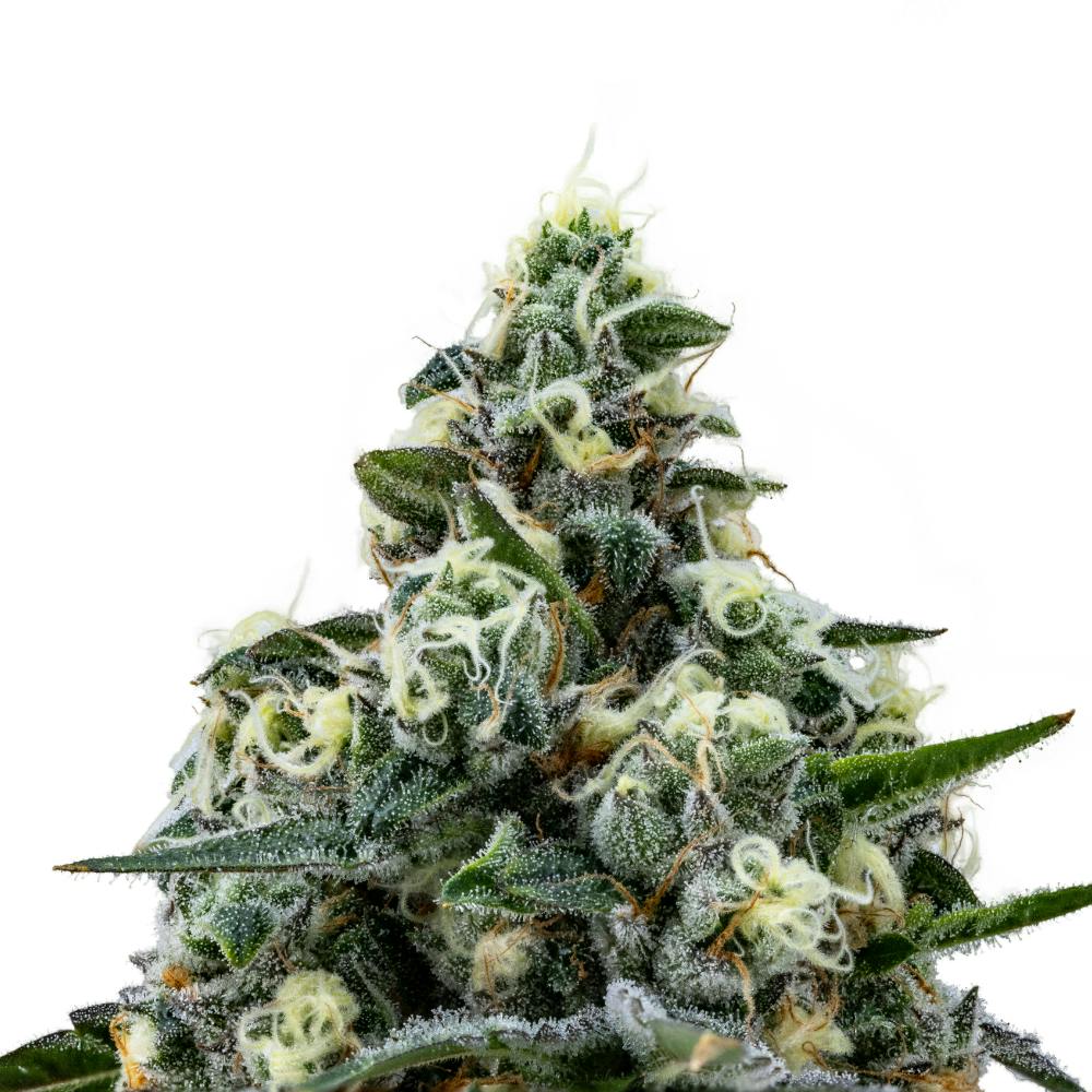 FloraCal Farms - Kushlato | Hybrid Flower [3.5g] - 1