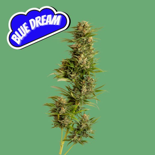Dagwood Farm - Blue Dream - 1