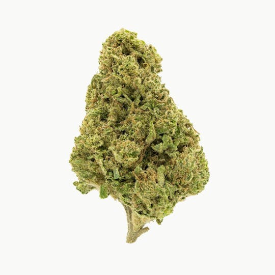 Flow Kana - Blue Dawg | Gold - 1