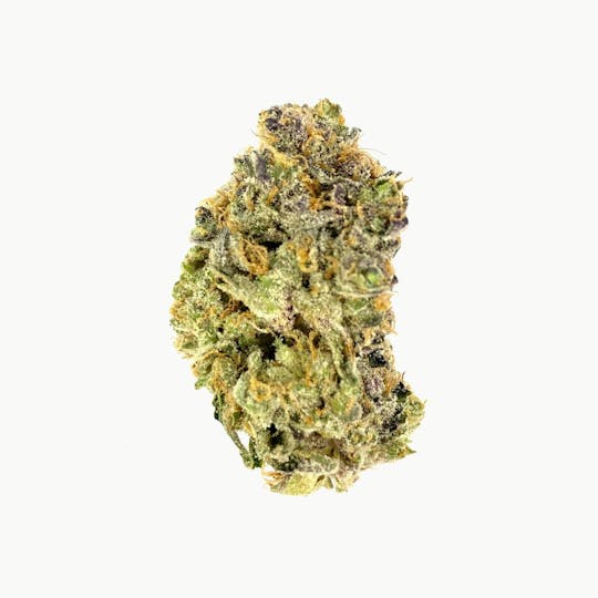 Indico - Wonka Bar - 1