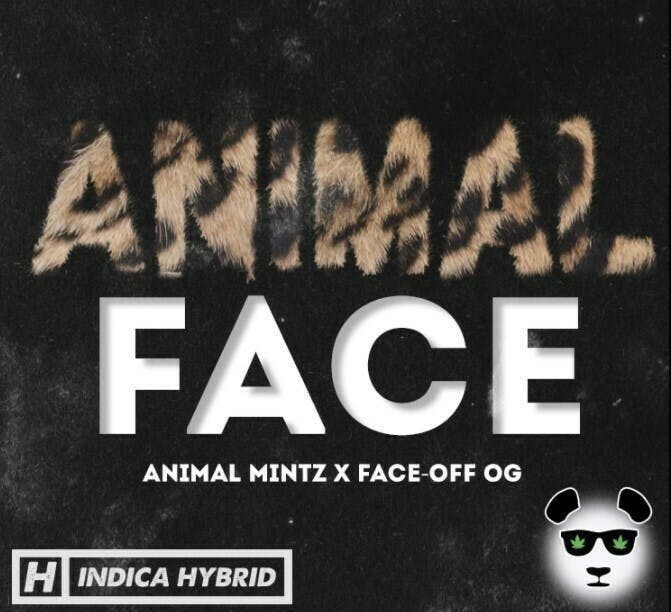 Phat Panda - Animal Face | Big Buds - 1
