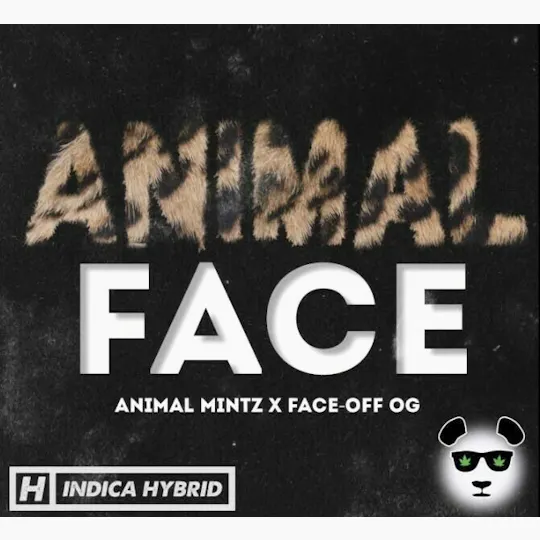Phat Panda - Animal Face | Big Buds - 1