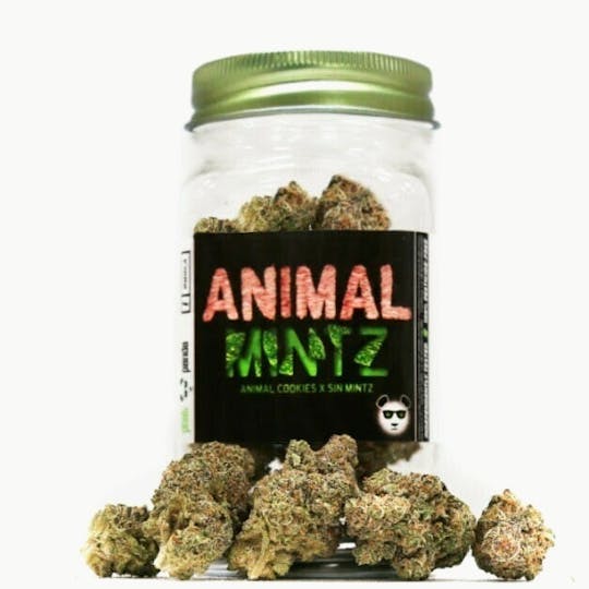 Phat Panda - Animal Mintz - WA - 1