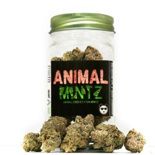 Phat Panda - Phat Panda Platinum | Animal Mintz | Big Buds - 1