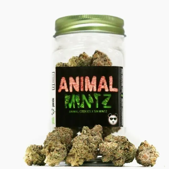 Phat Panda - Phat Panda Platinum | Animal Mintz | Big Buds - 1