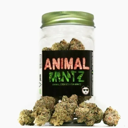 Phat Panda - Platinum | Animal Mintz | Big Buds - 1