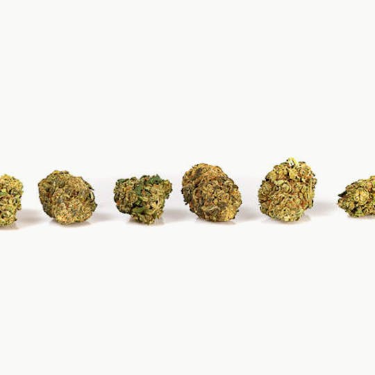 Hempster - Zkizzelz - 1