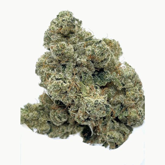 Wicked Gardens - Wicked Legend - 1