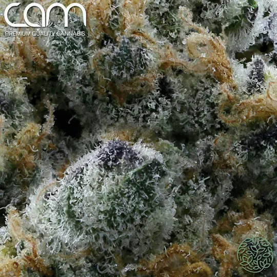 CAM - CAM | Court's Cookies | Big Buds | 3.5g - 1