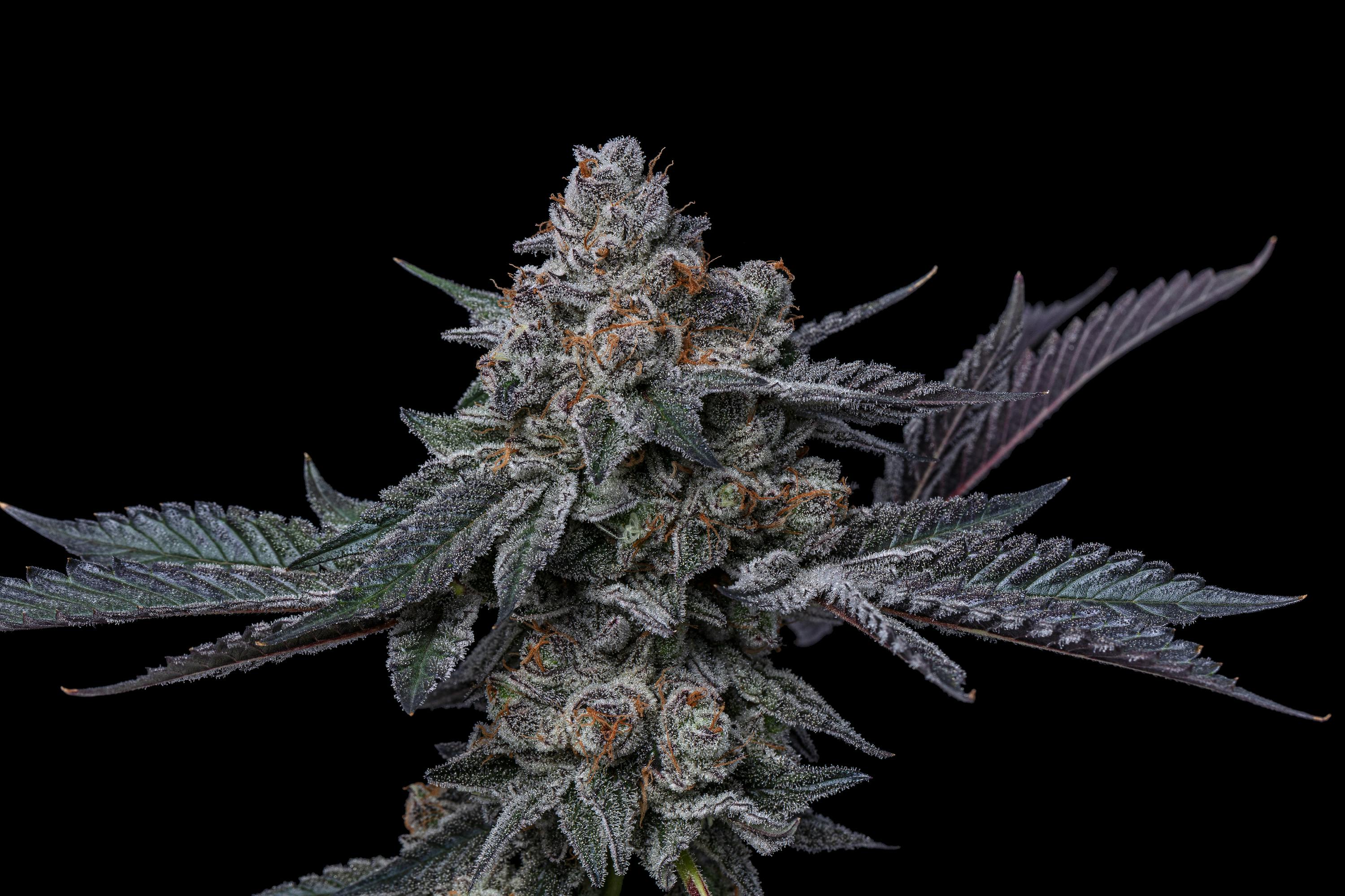 LOWD - Platinum Garlic Cookies - 1