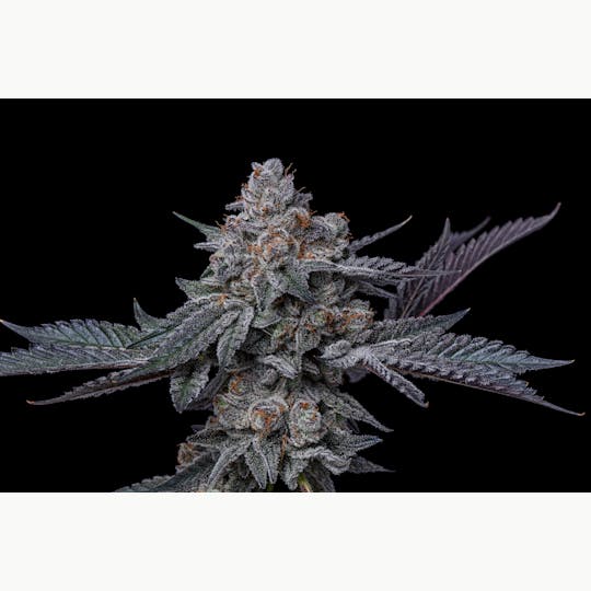 LOWD - Platinum Garlic Cookies - 1