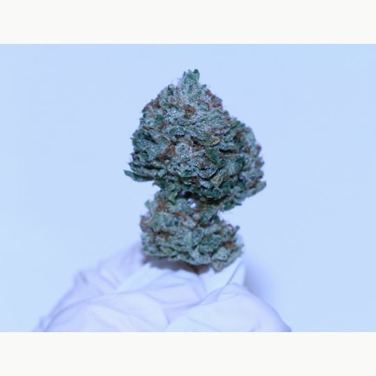 Above All Greenery - Brand - Sour OG Cheese - 1