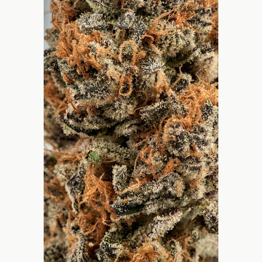 Ripple Wellness - Flower - Tier 2 - Purple Pie #24 - 1