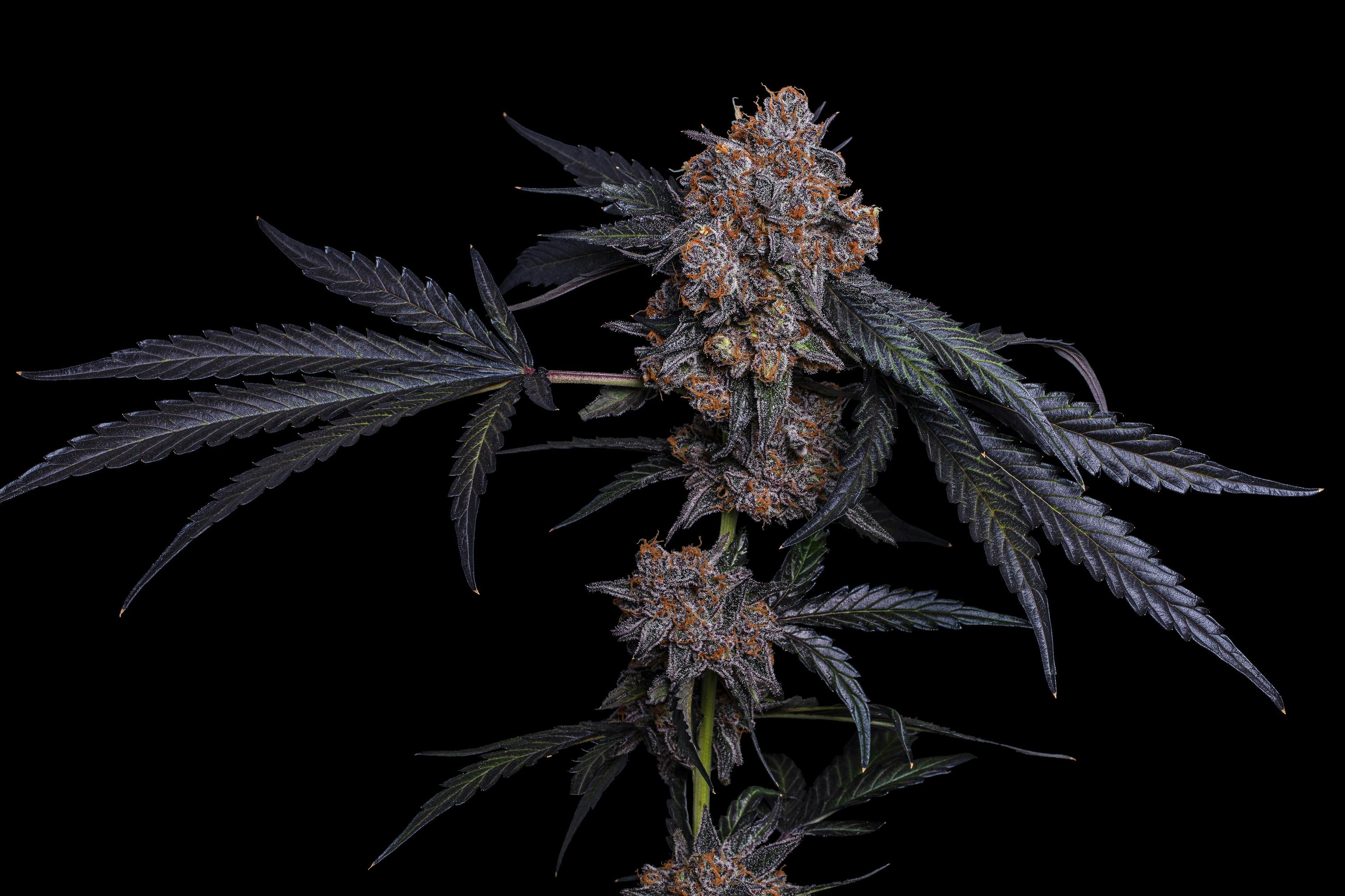 LOWD - Punch Breath - 1