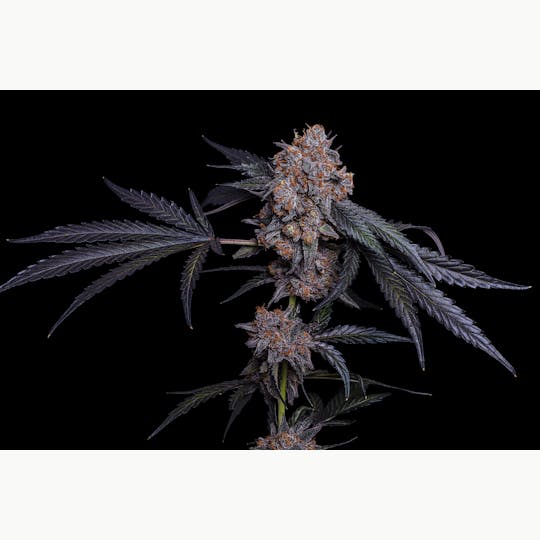 LOWD - Punch Breath - 1