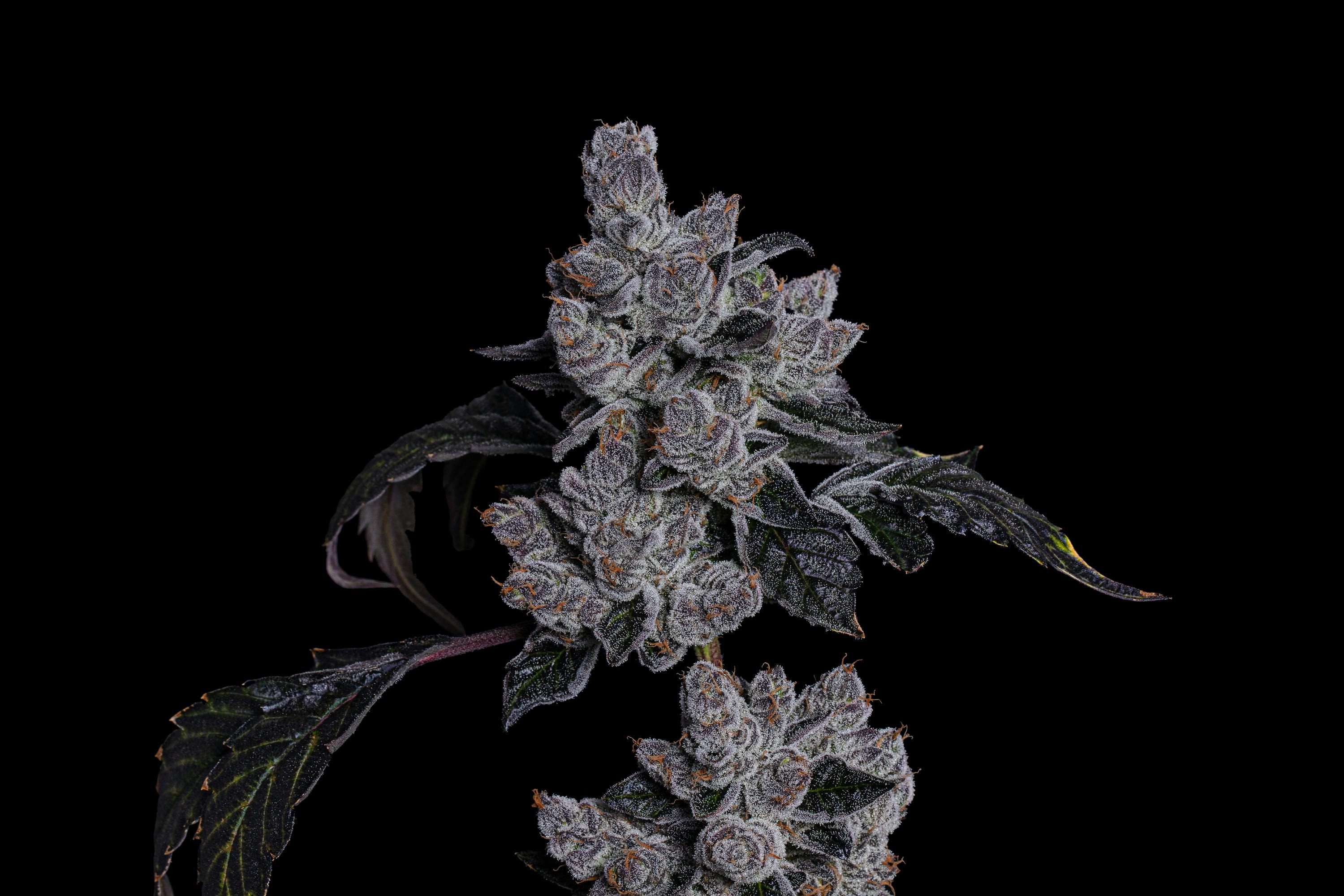 LOWD - First Class Funk - 1