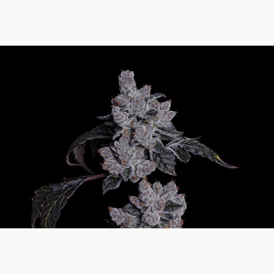 LOWD - First Class Funk - 1