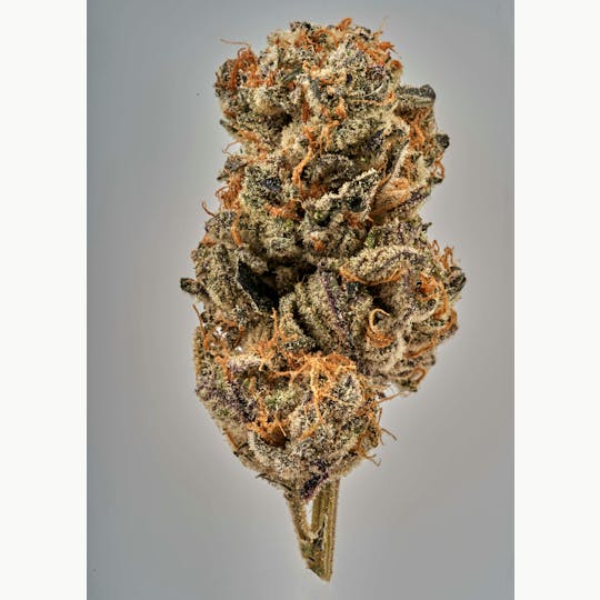 Ripple Wellness - Flower - Tier 2 - Cotton Candy Cookies #12 - 1