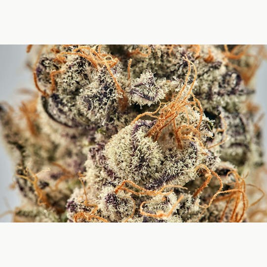 Ripple Wellness - Flower - Tier 1 - Purple Pie #1 - 1