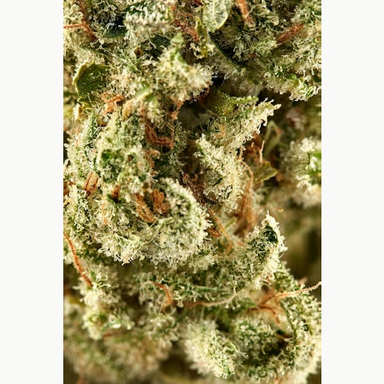 Ripple Wellness - Flower - Tier 3 - Shire 2.0 - 1