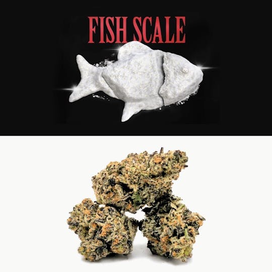 Cookies Michigan - Fish Scale - 1