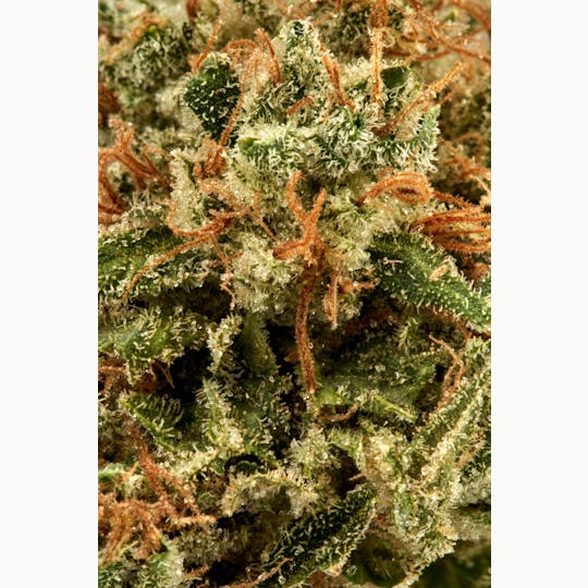Ripple Wellness - Flower - Tier 3 - Chem D - 1